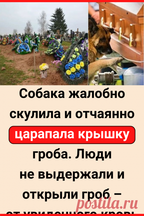 Собака жалобно скулила и отчаянно царапала крышку гроба. Люди не выдержали и открыли гроб – от увиденного кровь похолодела!
#интересное #самое_интересное #отношения #психология #психология_отношений