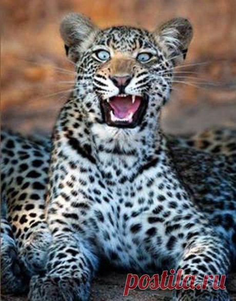 Животинки в шоке / Питомцы