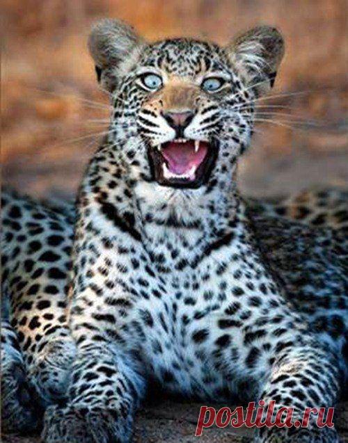 Животинки в шоке / Питомцы