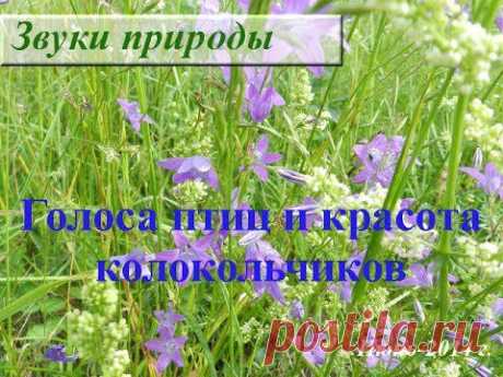 Голоса птиц. Колокольчики луговые. Крик сороки. Ветер. Июнь-2014 - YouTube