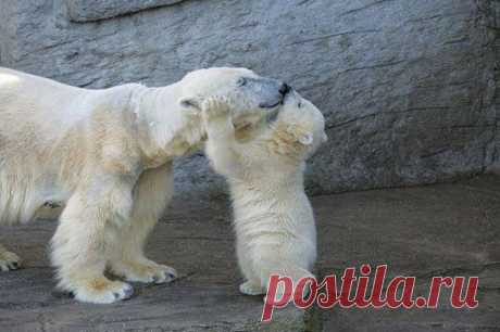 Полярный медвежонок целует маму