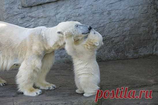 Полярный медвежонок целует маму