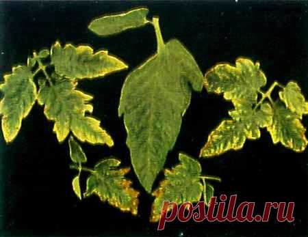 Томаты. Недостаточность элементов питания с ФОТО для новичков. - Фото отчеты и эксперименты. Выращивание