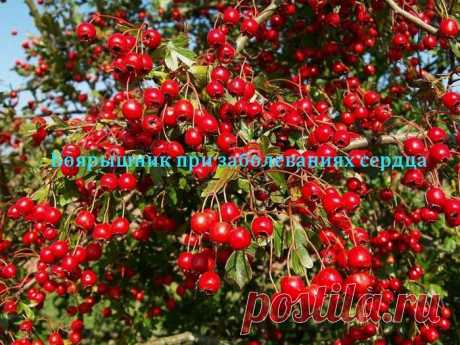 Боярышник при заболеваниях сердца