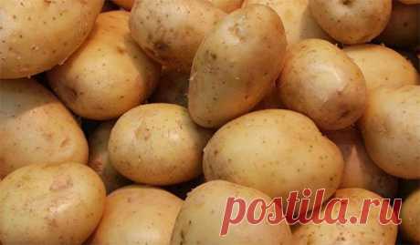 &quot;Жуковский&quot; (ранний картофель): отзывы. Картофель семенной &quot;жуковский&quot;