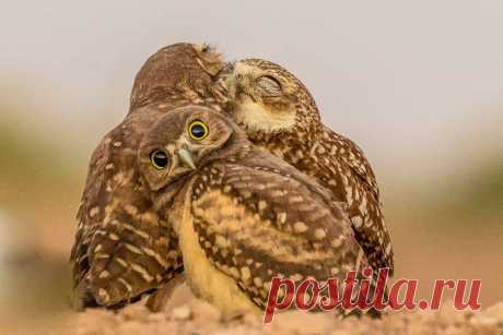 Comedy Wildlife Awards 2017: 30 самых смешных фото из мира дикой природы - Ярмарка Мастеров - ручная работа, handmade