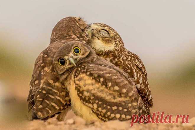 Comedy Wildlife Awards 2017: 30 самых смешных фото из мира дикой природы - Ярмарка Мастеров - ручная работа, handmade