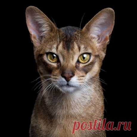 Абиссинская кошка