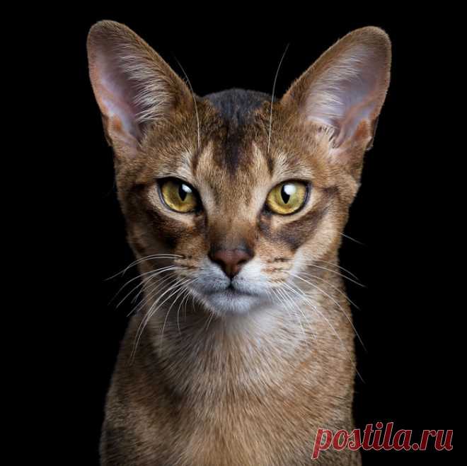 Абиссинская кошка