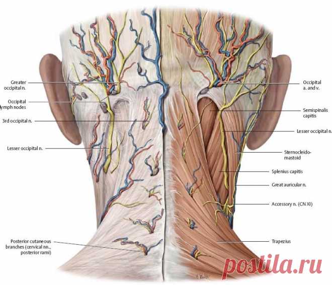 Разгрузка и освобождение отдельных частей тела: Затылок