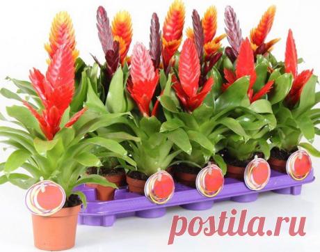 (+1) тема - Вриезия. Посадка и уход | САД НА ПОДОКОННИКЕ