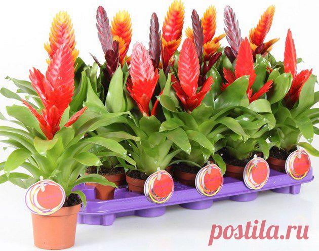 (+1) тема - Вриезия. Посадка и уход | САД НА ПОДОКОННИКЕ