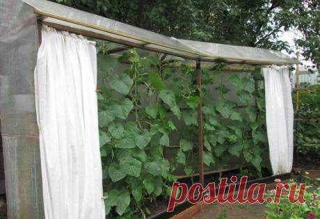 Шкаф-купе для огурцов