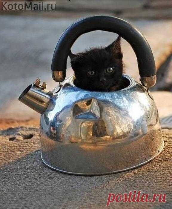 Чай чёрный, бархатный, игристый)