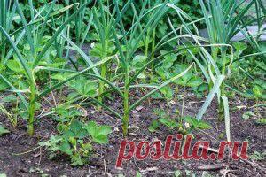 Отто фон Бисмарк - Ангеле