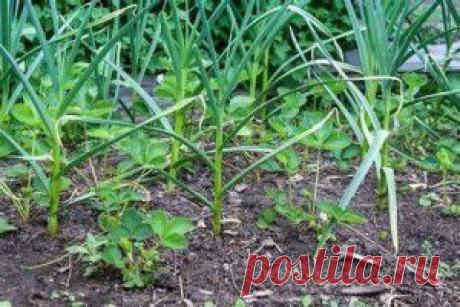 Отто фон Бисмарк - Ангеле