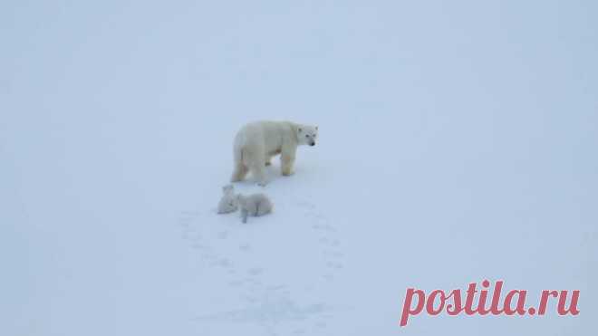 ВАЖНО! Еще некоторое время назад этой фотографии не могло бы существовать! Она была сделана 1 марта на острове Шпицберген, то есть ЗА МЕСЯЦ до того, как медведицы с медвежатами обычно выходят из своих берлог. 
Таким образом, глобальное изменение климата влияет на жизнь диких животных. И об этом должны знать все! http://savethearctic.org/