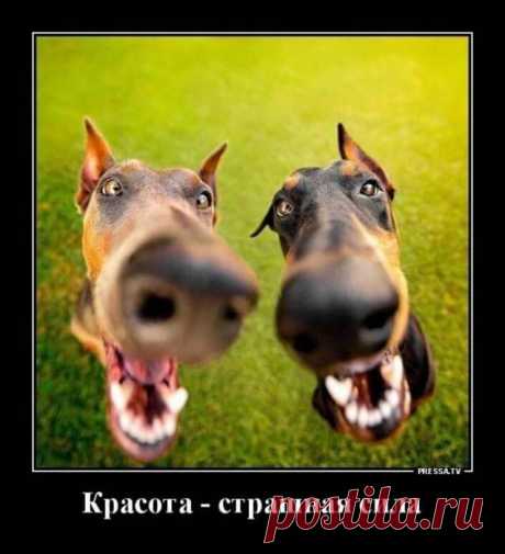 Новые весёлые картинки
