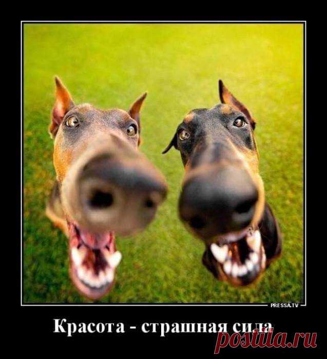 Новые весёлые картинки