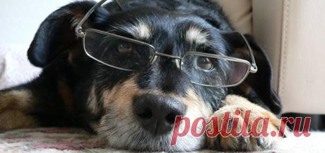 Сколько живут собаки | PetZona