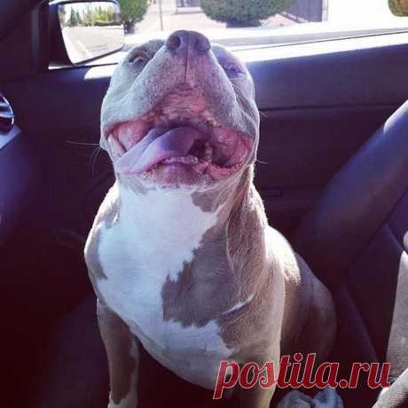 11 причин взять из приюта взрослую собаку вместо щенка / Питомцы