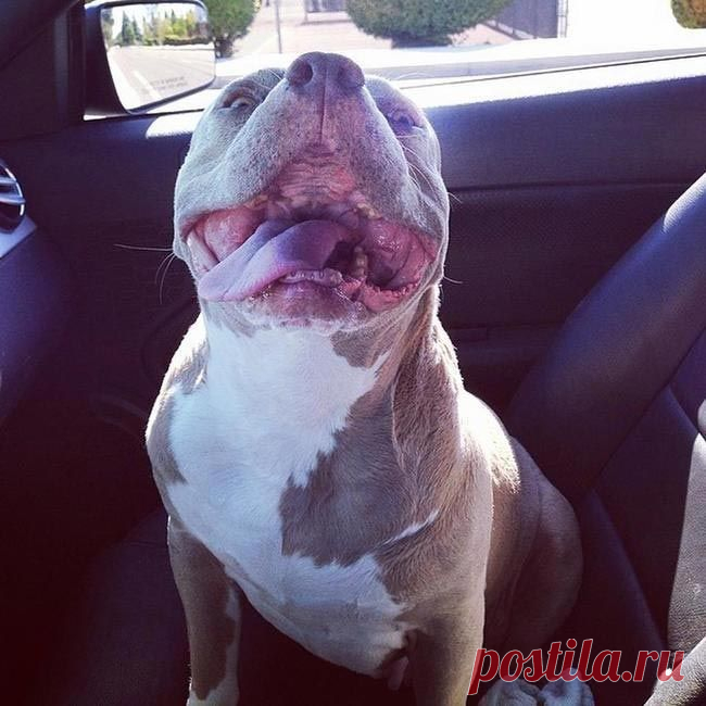 11 причин взять из приюта взрослую собаку вместо щенка / Питомцы