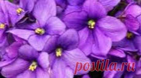 Красивые фото фиалок | Комнатные цветы и растения