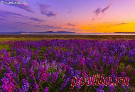 Дикая природа США. Фотограф Kadek Susanto