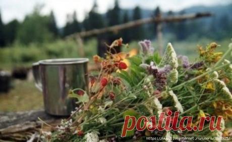 Мелисса, пустырник и рябина: 3 полезных травяных сбора для гипертоников, которые легко приготовить у себя дома