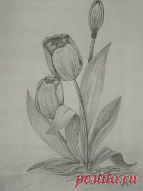 Тюльпан , работа Рашкована Александра