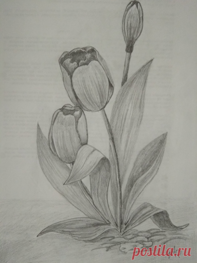 Тюльпан , работа Рашкована Александра