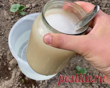 С такой подкормкой огурцы быстро пойдут в рост