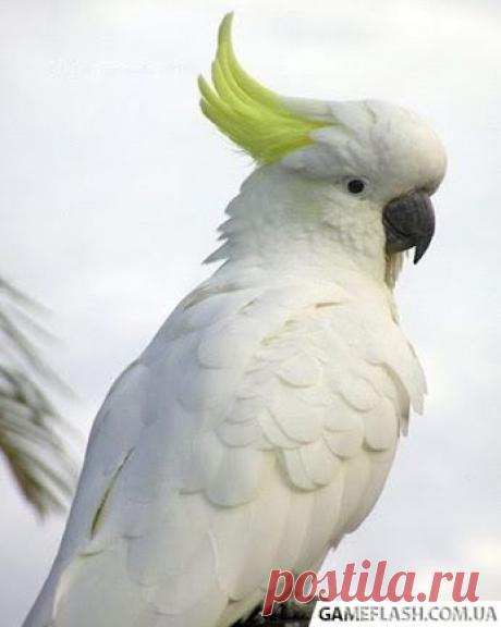 Про Фото – Чужие фотографии – Сообщество – Google+