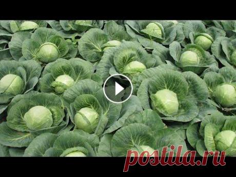Первая капуста уже в мае! Хитрый способ выращивания капусты! Для того,чтобы получить ранний урожай капусты есть один хитрый способ выращивания. ИНТЕРНЕТ МАГАЗИН СЕМЕНА ПАРТНЕР - ОГРОМНЫЙ ВЫБОР СЕМЯН И ТОВАРОВ ДЛ...