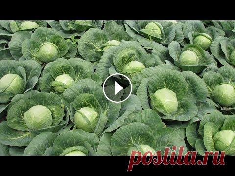 Первая капуста уже в мае! Хитрый способ выращивания капусты! Для того,чтобы получить ранний урожай капусты есть один хитрый способ выращивания. ИНТЕРНЕТ МАГАЗИН СЕМЕНА ПАРТНЕР - ОГРОМНЫЙ ВЫБОР СЕМЯН И ТОВАРОВ ДЛ...
