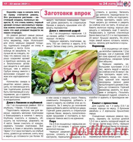 Заготовка ревеня