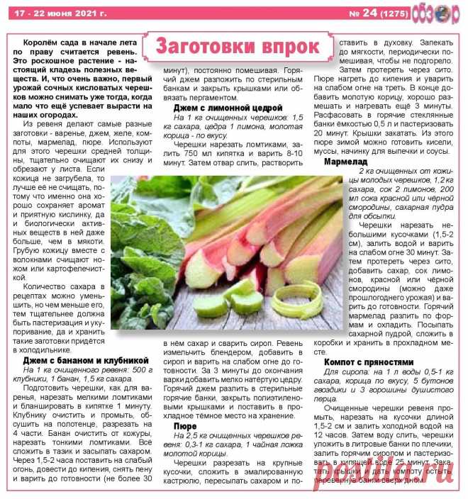 Заготовка ревеня