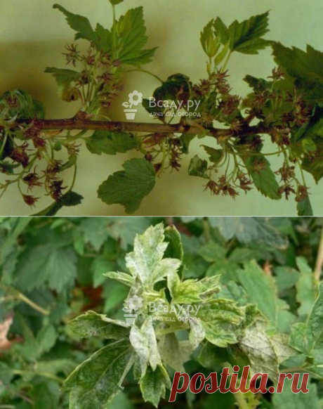 Махровость или реверсия (лат. Ribes virus)