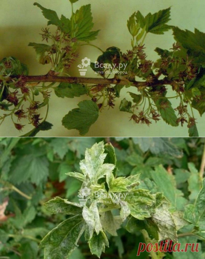 Махровость или реверсия (лат. Ribes virus)