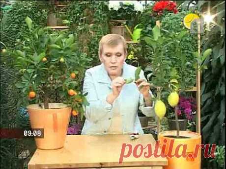 Как вырастить лимон дома.