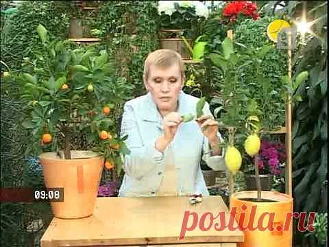 Как вырастить лимон в домашних условиях из косточки или черенка