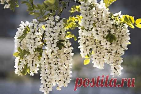 ღБелая акация: польза и вред, применение, рецепты