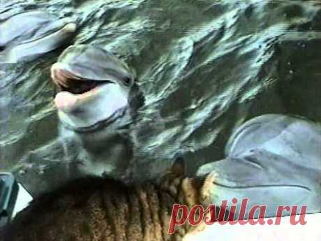 Cat and Dolphins playing together