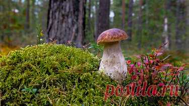 Яндекс.Коллекции