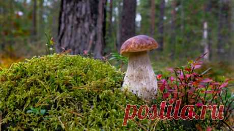 Яндекс.Коллекции