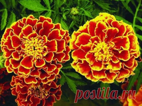 (73) Одноклассники
