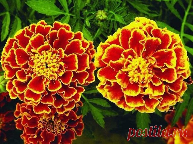 (73) Одноклассники