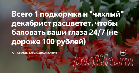 Всего 1 подкормка и "чахлый" декабрист расцветет, чтобы баловать ваши глаза 24/7 (не дороже 100 рублей) Статья автора «О Фазенде. Загородная жизнь» в Дзене ✍: Когда у меня появился первый декабрист, я каждый год с нетерпением ждал, что вот-вот он покроется бутонами и будет радовать своим цветением.