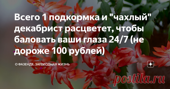 Всего 1 подкормка и 