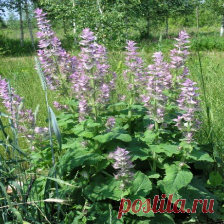 От любых воспалений | Друг пенсионера